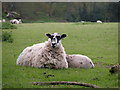 Sheep relaxing in a field