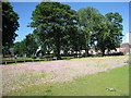 Wildflower meadow, West Street, Scunthorpe