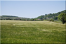 NZ9404 : A large field of barley near Middlewood Lane by N Chadwick