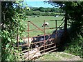 Sheep sheltering from the mid-day sun off the Llannerch road.