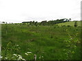 New plantation near Bairnkine Farm