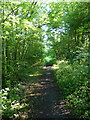 The former railway trackbed at Aldersley