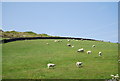 Sheep by the old railway ouyside Robin Hood