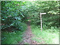 Waymarker on the Sussex Border Path in Manorhill Copse