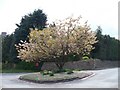 Tree in blossom