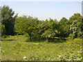 Mersey Vale Nature Park, Orchard