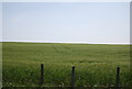 A field of wheat by the old railway line