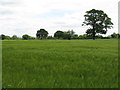 SJ7962 : Fields adjoining Davenport Lane (1) by Peter Whatley