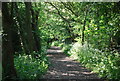 Old railway in Cock Mill Wood