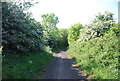 Blossom by the old railway