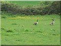 Goose family