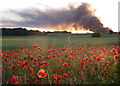 Poppies and pollution