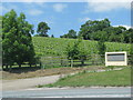 Vineyard above the A39