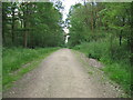 Track through Canterbury Copse