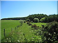 Path  to  Hutton  Mulgrave  Wood