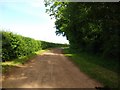 Track leading to Shielfield Wood