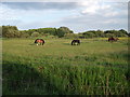 Hall Farm Stables, Broken Bank Urmston Meadows