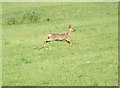 Roe buck near Buttermere