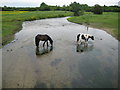 River Hiz and ponies at Arlesey