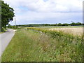 TM3972 : Bridge Road to the A144 Bramfield Road & New Hedge by Geographer