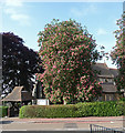 Horse Chestnut, Shirley