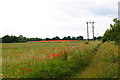 Poppy fields