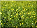 Buttercups at Lower Howsell