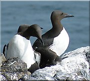 NT6599 : Guillemots (Uria aalge) by Anne Burgess