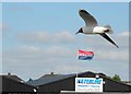 Seagull flying over the waterline, Kinnego