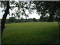 Wimborne, grazing land