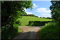 Grassland by the lane junction