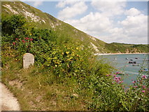 SY8279 : West Lulworth: Cove cliffs view by Chris Downer