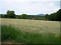 Hayfield near Plas-ym mhenrhos