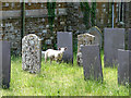 SK8524 : Sheep in Sproxton churchyard by John Sutton