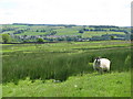 Pastures near High Broadwood Hall