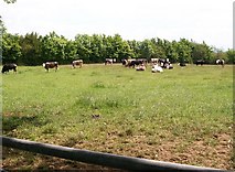 SH3435 : Cattle near Rhyllech by Eric Jones