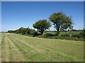 Hedge near Dursdon Drove Farm