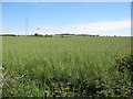 Farmland and pylons