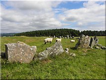 C2500 : Sheep, Beltany Stone Circle by Kenneth  Allen