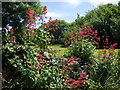 Red valerian on the wall, midsummer 2010