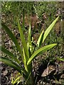 Bur-reed by the B3135