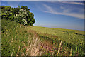 Barley field and hedge line