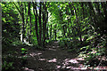 Footpath through woods - St Donat