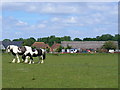 Meadow by Stapeley Farm