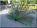 Peacock displaying on the rear terrace of Ruthin Castle Hotel