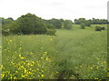 Footpath towards Podlinge Road