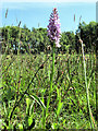 SJ7965 : Common Spotted Orchid (Dactylorhiza fuchsii) by Jonathan Kington
