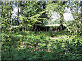 Foxgloves in the wood