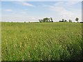 Oilseed rape, Edington