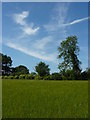 Field and trees south of Elkesley